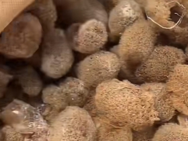 明升官网的人工滋生手艺