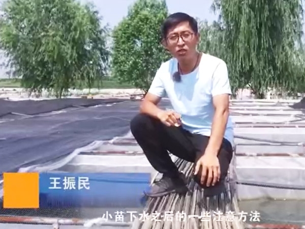 明升官网小苗下水后的注重和操作