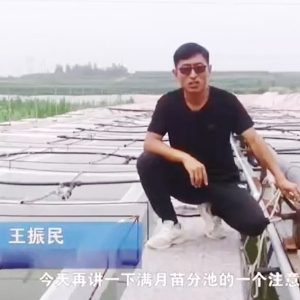 明升官网满月苗的注重事项