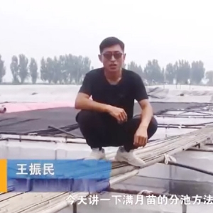 明升官网满月苗的分池要领