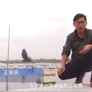 明升官网白点病爆发涯纪律及防治要领